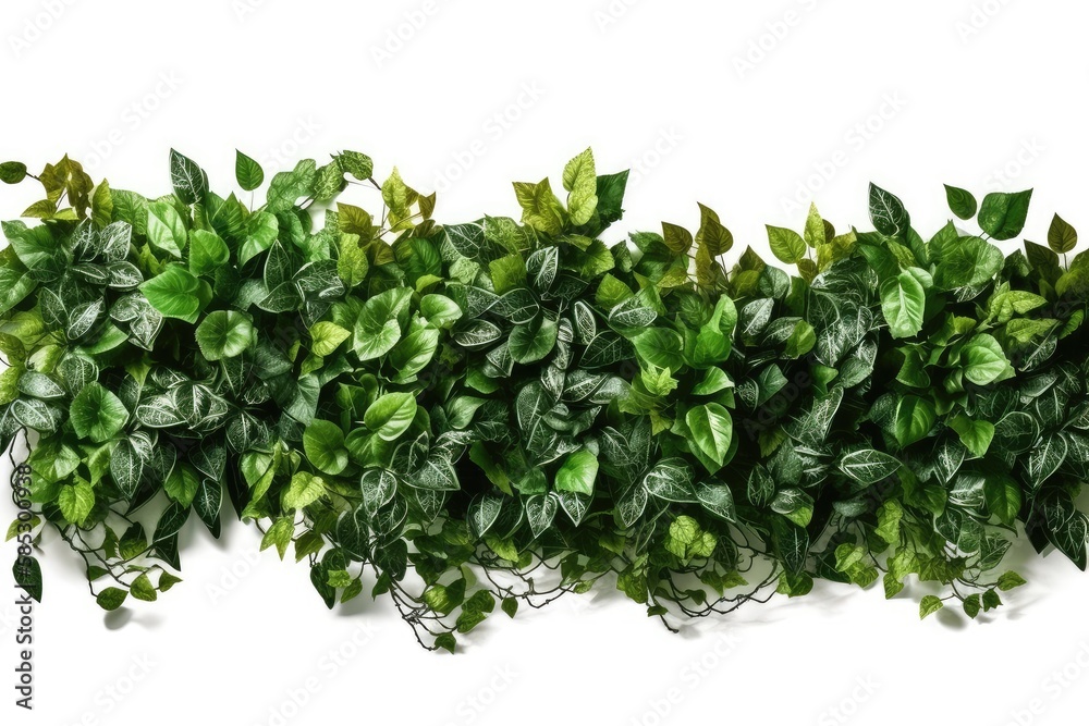 Obraz premium leaves isolated
