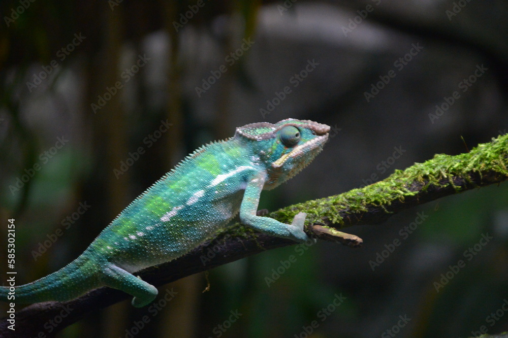 Cute reptiles in the zoo Cute reptiles in the zoo
