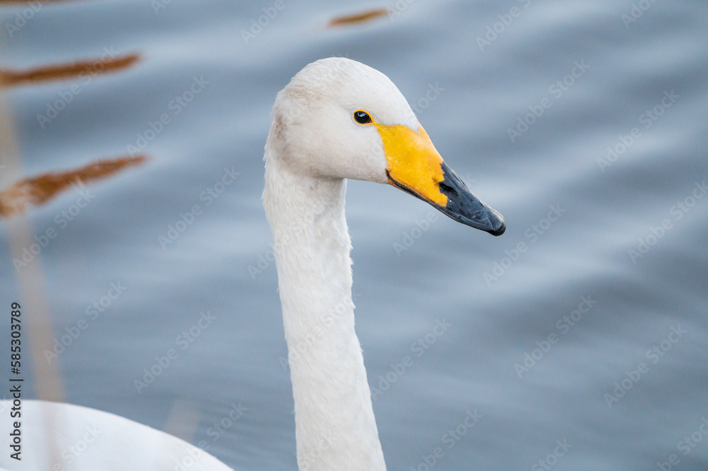 Obraz premium オオハクチョウ