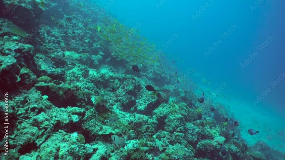The underwater world of coral reef with fishes at diving. Sipadan, Malaysia. The underwater world of coral reef with fishes at diving. Sipadan, Malaysia.