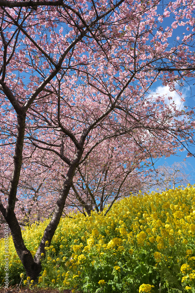 河津桜と菜の花のある風景