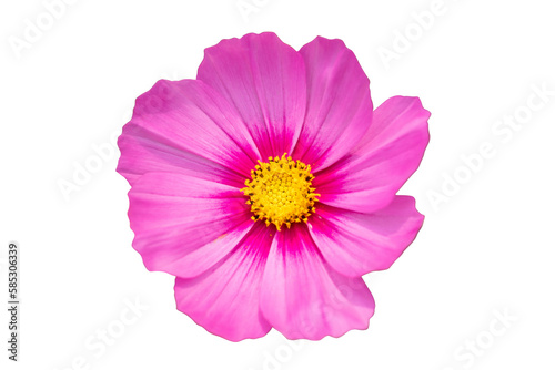 Single cosmos flower isolated