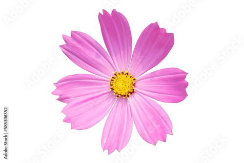 Single cosmos flower isolated