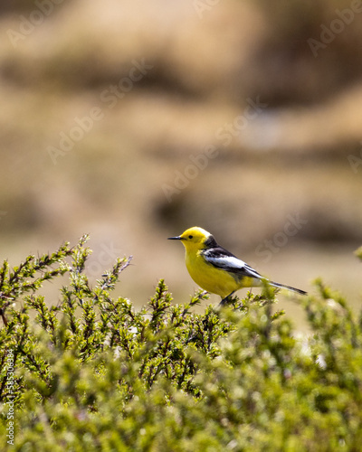 citrine wagtail on beautiful green perch photo