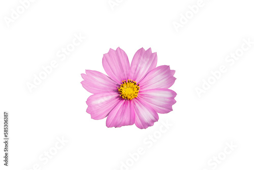 Single cosmos flower isolated