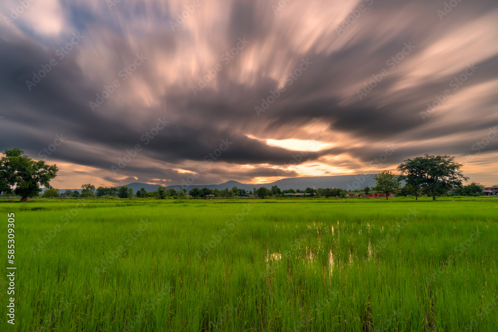 Obraz premium Natural scenic rice field and sunset in thailand