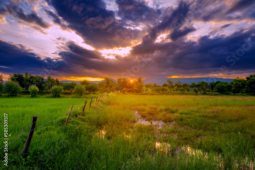 Natural scenic rice field and sunset in thailand