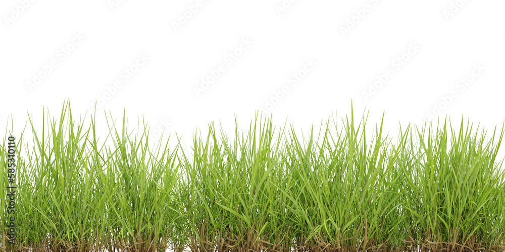 Obraz premium Cut out green grass field on transparent background, 3d render illustration.