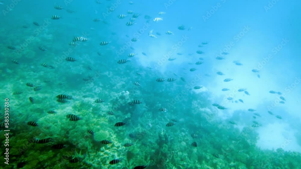 The marine life of tropical fish. Coral reef. The marine life of tropical fish. Coral reef.