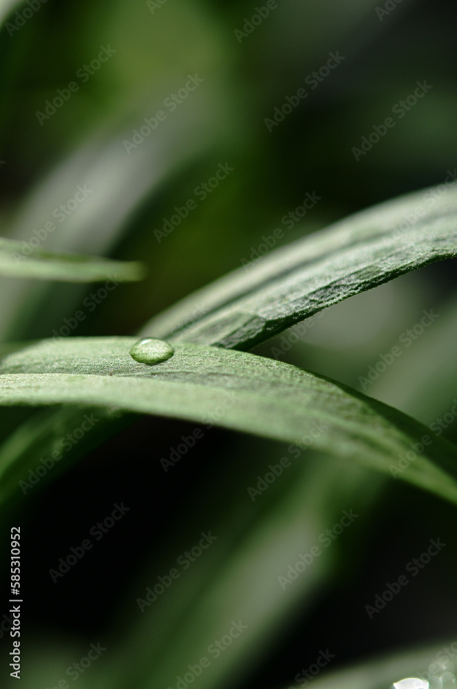 Obraz premium 水滴 葉 緑