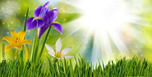  image of beautiful bright festive flowers on a green blurred background
