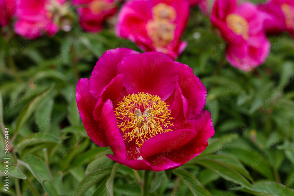 Peony officinalis ( lat. Paeonia officinalis ) is a perennial plant of the peony family Peony officinalis ( lat. Paeonia officinalis ) is a perennial plant of the peony family