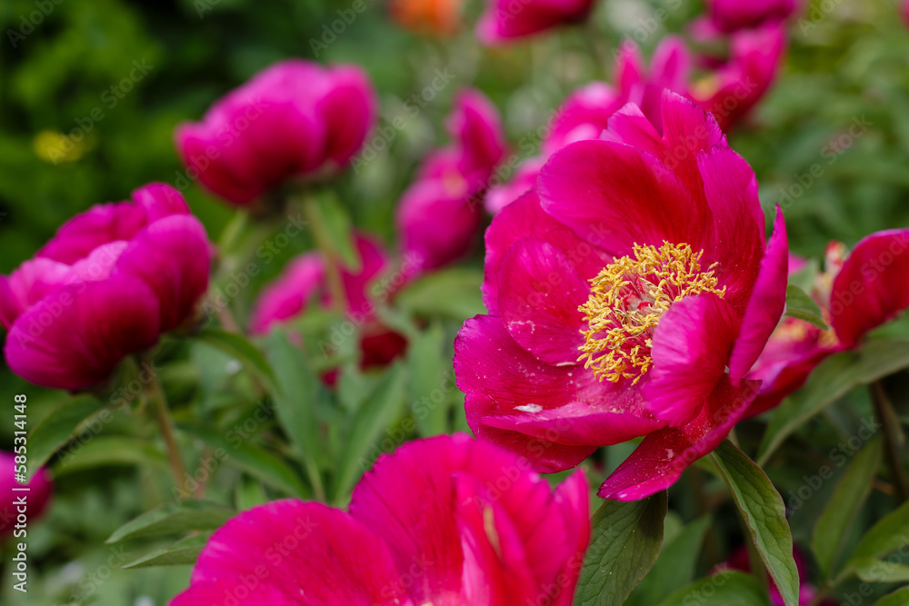 Peony officinalis ( lat. Paeonia officinalis ) is a perennial plant of the peony family