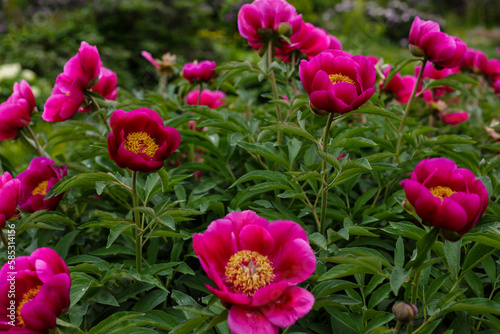 Peony officinalis   lat. Paeonia officinalis   is a perennial plant of the peony family