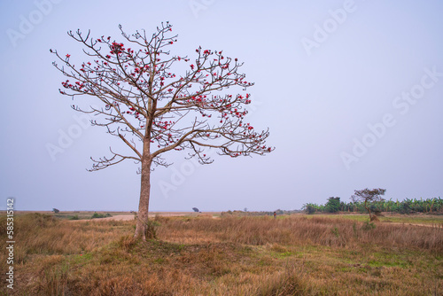 Bombax ceiba tree with red blossom flowers in the field under the blue sky