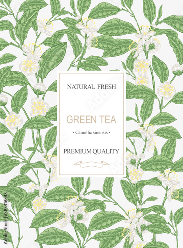 Tea background. Hand drawn Camellia sinensis plant. Green tea branches with leaves and flowers. Vector illustration. Design for packaging.