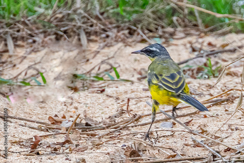 A yellow color wagtail