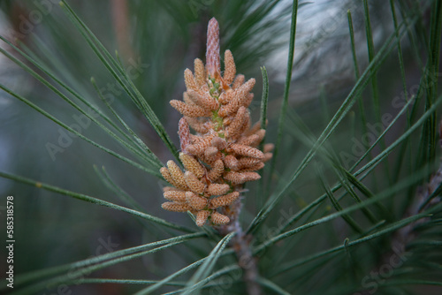 Samen der Eldarica-Kiefer oder Pinus brutia var. eldarica, ist ein großer immergrüner Baum, der schnell wachsen und sich an schwierige Wachstumsbedingungen anpassen kann.  photo