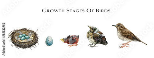 Growth stages of birds scheme. Watercolor hand drawn illustration. Stages of bird development from egg to hatchling and adult thrush bird. Zoology study illustrated table