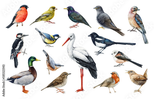 Forest birds watercolor set. Hand drawn various european native bird collection. Stork, woodpecker, wren, duck, bullfinch, cuckoo, nuthatch realistic illustration. Different bird species image set