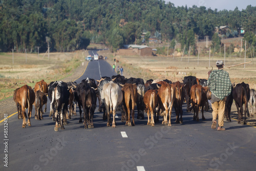 Herd of cows on the Ethiopian village road