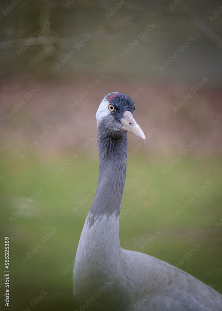Fototapeta premium Vogelportrait