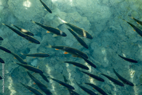 School of fish swimming in pristine waters at Plitvice Lakes National Park in Croatia © QuiBee