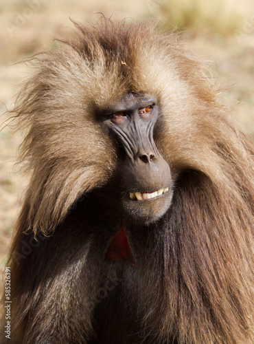 Gelady endemic monkeys living in the mountains of Ethiopia