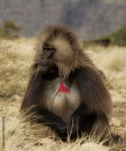 Gelady endemic monkeys living in the mountains of Ethiopia