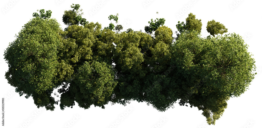 forest from above, lush trees isolated on transparent background