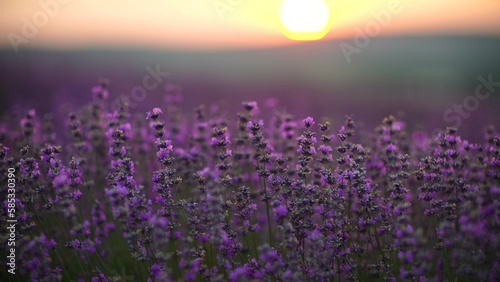 Lavender field at sunset. Blooming purple fragrant lavender flowers against the backdrop of a sunset sky