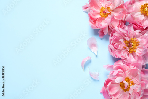Fototapeta Naklejka Na Ścianę i Meble -  Beautiful pink peonies on light turquoise background, flat lay. Space for text