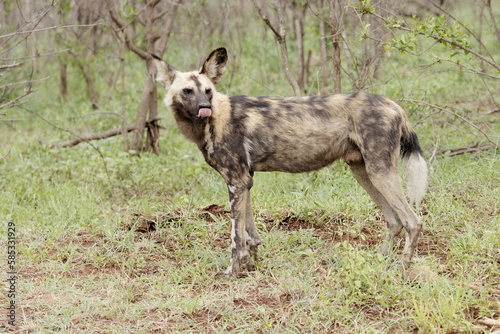 African wild dog licking lips