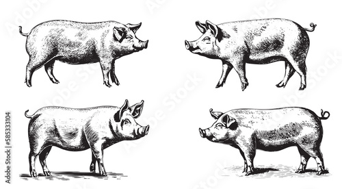 Set of pigs hand drawn sketch illustration Farming