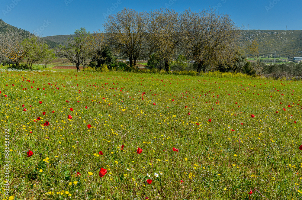 meadow in Turkish countryside full of poppies and other wild flowers (Alacati, Izmir region)