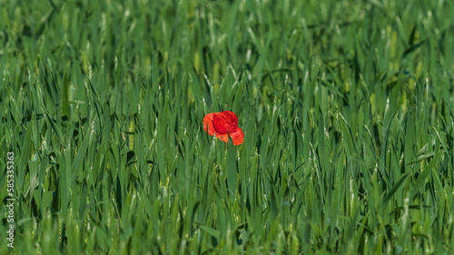 spring flower