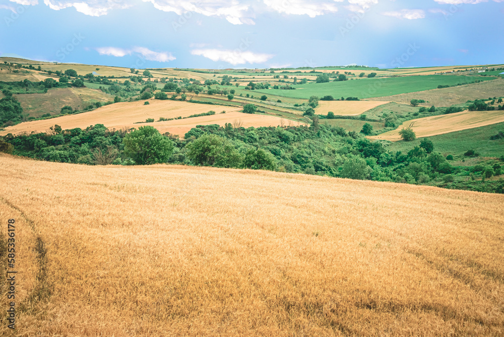 Panoramic view of a boundless golden wheat field ready for harvesting.