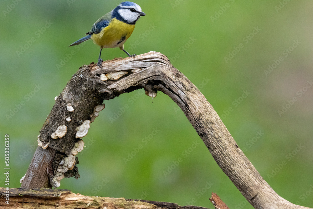 Obraz premium Blaumeise&nbsp;(Cyanistes caeruleu)