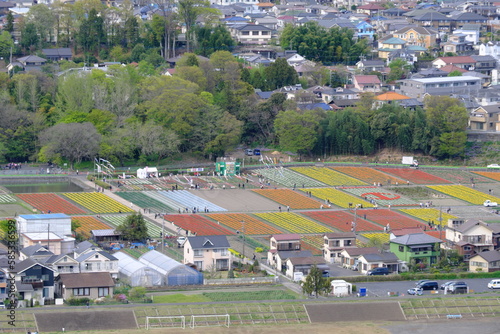 東京都羽村市のチューリップ畑風景