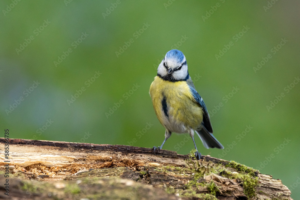 Fototapeta premium Blaumeise (Cyanistes caeruleu)