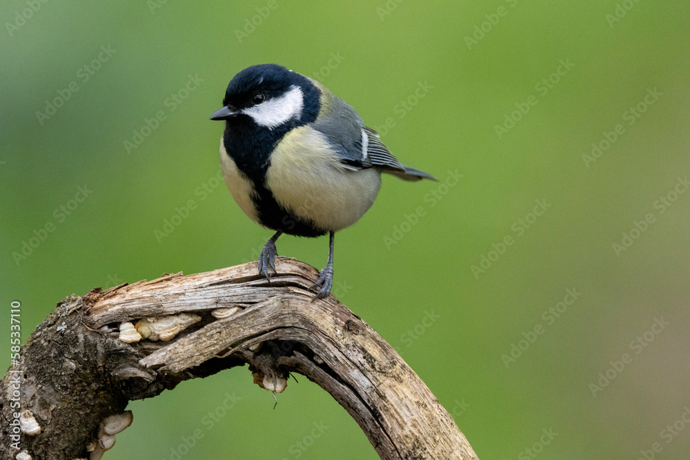 Kohlmeise (Parus major) Kohlmeise (Parus major)