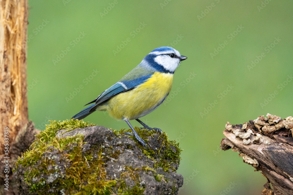 Blaumeise (Cyanistes caeruleu)