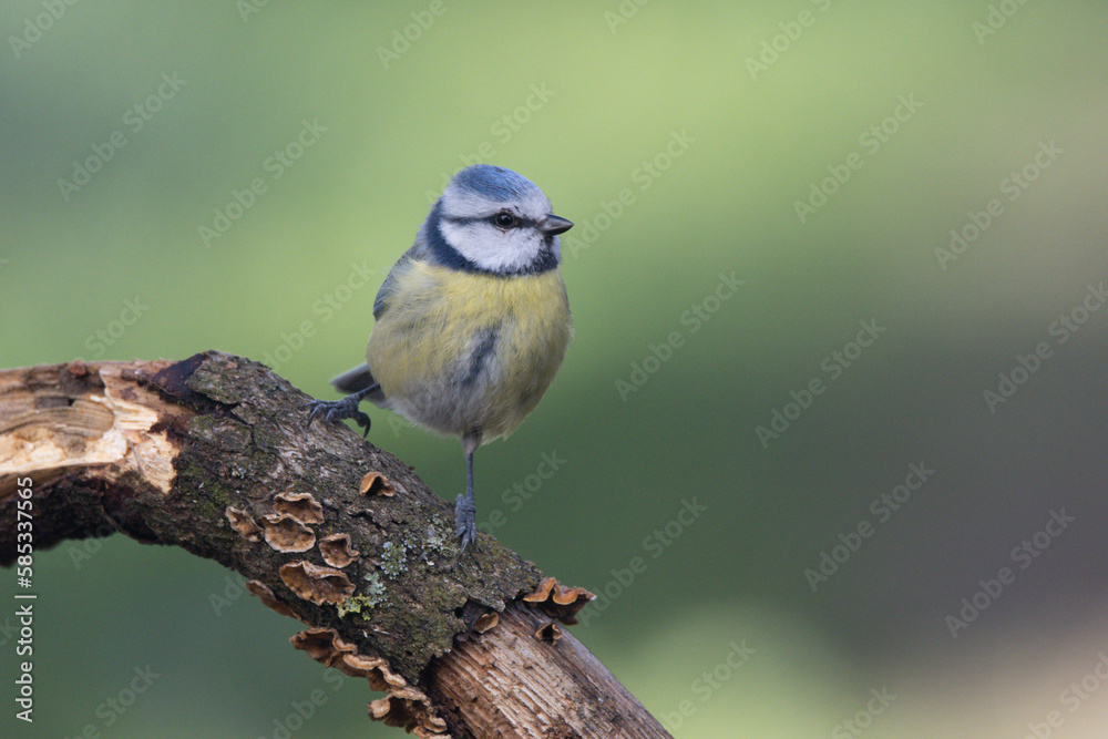 Obraz premium Blaumeise&nbsp;(Cyanistes caeruleu)