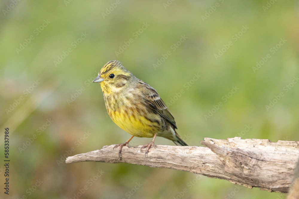 Goldammer (Emberiza citrinella)