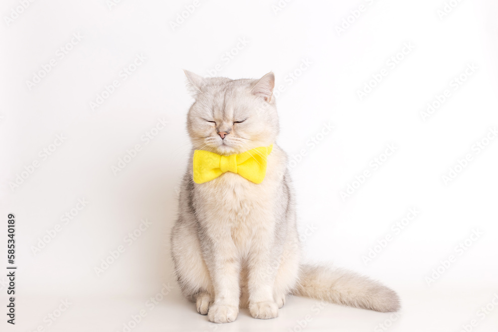 a white British cat in a yellow bow tie, sitting on a white background, sits with his eyes closed. a white British cat in a yellow bow tie, sitting on a white background, sits with his eyes closed.