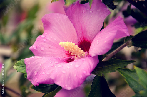 Large flower, dew drops on petals. Pink hibiscus syriacus flower Rose of Sharon on green background.