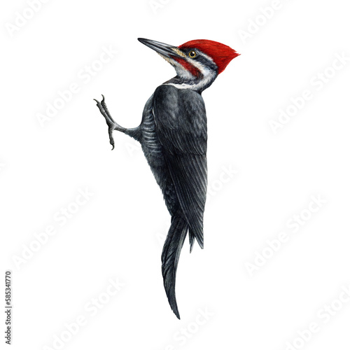 Woodpecker bird watercolor illustration. Hand drawn pileated woodpecker wildlife avian. North America native wild bird with red crest. Pecker beautiful bird close up detailed portrait. photo