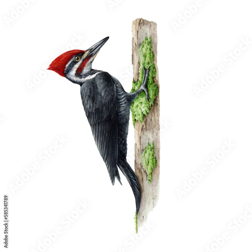 Woodpecker bird on the tree trunk. Watercolor illustration. Hand drawn pileated woodpecker wildlife avian. North America native wild bird. Pecker detailed portrait. photo