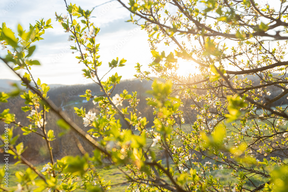 Spring landscape of delicate blooming flowers illuminated by a golden sunset, their white petals creating a beautiful backdrop. Spring landscape of delicate blooming flowers illuminated by a golden sunset, their white petals creating a beautiful backdrop.