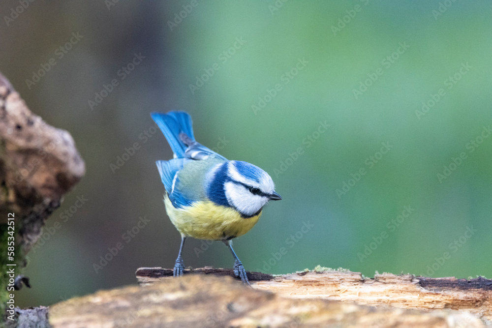 Obraz premium Blaumeise&nbsp;(Cyanistes caeruleu)
